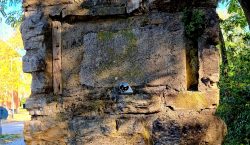 Suchbild, Kätzchen zum Mitnehmen entdeckt