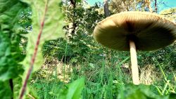 Der Riesenpilz am Straßenrand