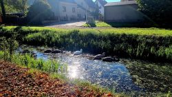 Die Schwanenfamilie in der Wasche, lecker Entengrütze