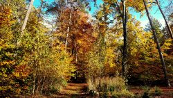 Farbflash im Tegeler Forst