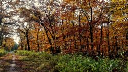 Waldwege im Farbenrausch