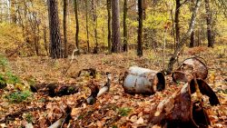 Überreste vergangener Zeit auf dem Weg zum Seddiner See