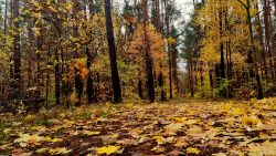 Ein Teppich aus Laub