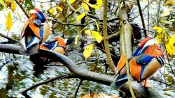 Mandarinente im Sausuhlensee