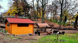Ziegengehege im Bürgerpark Pankow