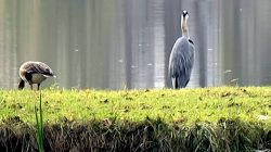 Ein Graureiher späht auf die Karpfenteiche