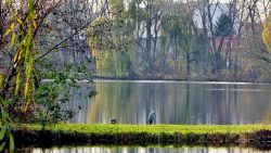 Die Karpfenteiche an der Panke