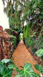 Laubengang am Spandauer Schiffahrtskanal