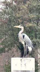 Graureiher an der Fähre Hakenfelde-Tegel Ort