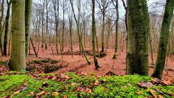 Das Nonnenfließ schlängelt sich durch den Wald