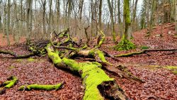 Moosbedeckte verfallene Bäume im Fließ