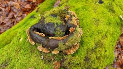 Pilze in allen Variationen