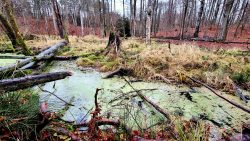 Das Nonnenfließ in seiner Pracht