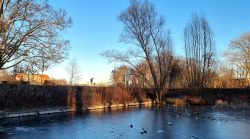 Der Froschteich im Wröhmännerpark, Spandau