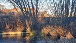 Lichtblicke am Froschteich, Wröhmännerpark