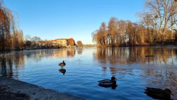 Enten spazieren auf der Havel, Wröhmännerpark