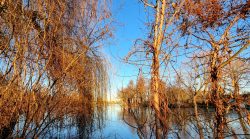 Blick durch die Vegetation, Wröhmännerpark Spandau