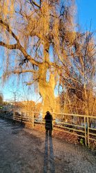 Lichtspiele im Wröhmännerpark