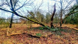 Am Falkenhagener Feld