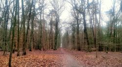 Schnurgerade Wege in der Jugfernheide