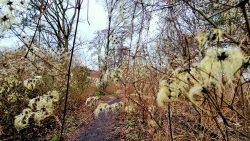 Naturwege am Buschgraben