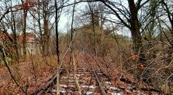 Die Natur erobert die Vergangenheit