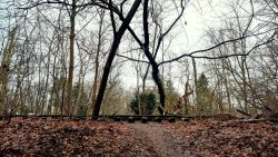 Der höher gelegene Bahndamm am Krummen Fenn