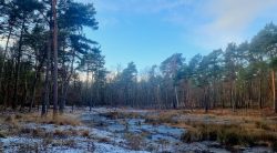 Die Moore im Hinterland des Müggelsees, vereist