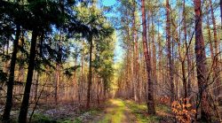 Waldwege auf dem Weg zu den Lattseen