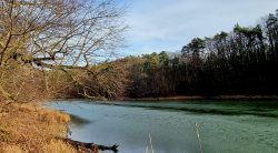 Grünes Wasser am großen Lattsee
