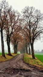 Matschige Alleen auf dem Weg nach Wehrstedt