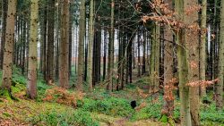 Hund  Bobby auf  Walderkundung, Bodensteiner Klippen