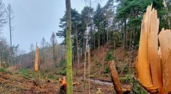 Holzschlag und Matschwege