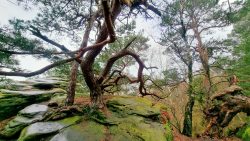 Der skurile Baum auf dem Gersfelsen