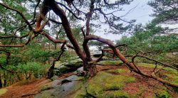 und nochmal der geile Baum