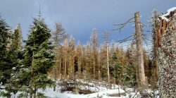 Einblicke in den Harz