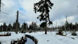 Der zerstörte Wald am Harzer-Hexen-Stieg