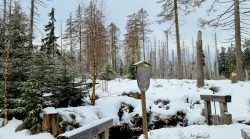 Wunderschöne Landschaft am Abbegraben, jede Menge abgebrochene Bäume