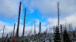 Ein Spalt blauer Himmel und der zerstörte Wald