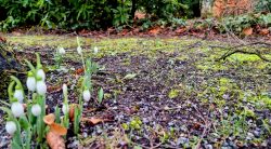 Erste Maiglöckchen, Anfang Februar 2022