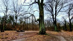 Wegkreuzung im Postfenn