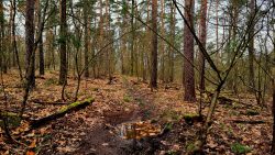 Naturbelassene Pfade auf dem Rabbittrail