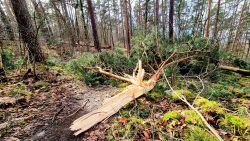 Frischer Astbruch auf allen Wegen