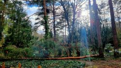 Umgekippter Baum auf dem Waldfriedhof