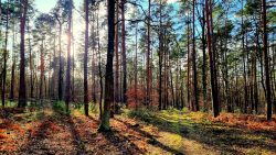 Immer öfter lugt die Sonne zwischen den Bäumen hervor