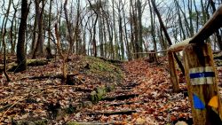Treppen am Havelhöhenweg
