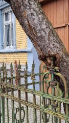 Zaun und Baum, eine Symbiose