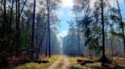 Bei Erreichen des Waldes endlich auch der Durchbruch der Sonne