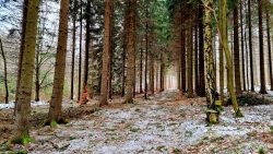 Wälder bei Oberseifenbach