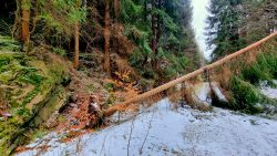 Umgestürzte Bäume auf dem Weg nach Deutschkatharinenberg